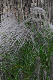 芒草风景