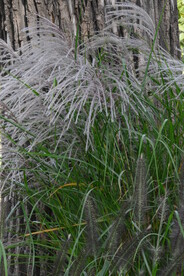 芒草风景 
