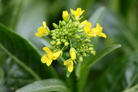 黄菜花