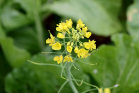 菜花