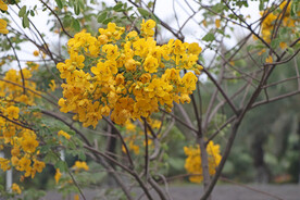 黄槐决明花