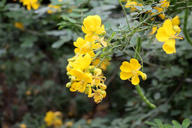 黄槐决明花