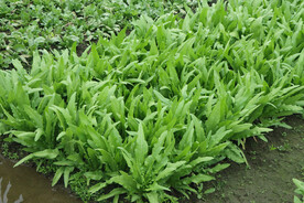 油麦菜