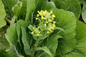 菜花
