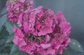 龙船花