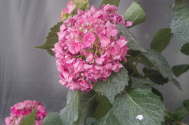 绣球花