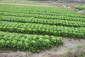 生菜种植