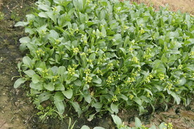 菜心种植