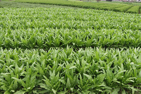 油麦菜种植