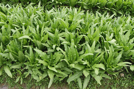 油麦菜种植