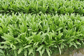 油麦菜种植