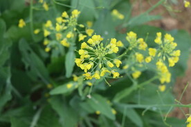 黄菜花
