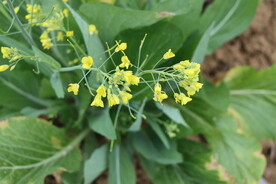 黄菜花
