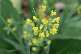黄菜花