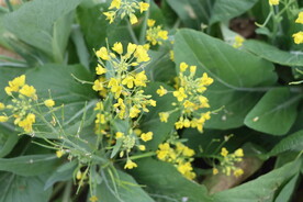 黄菜花