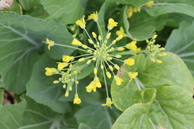 菜花