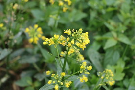 黄菜花