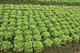 生菜种植