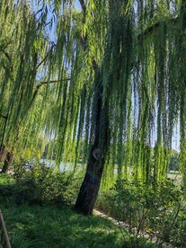 公园风景 