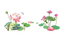 荷花插画