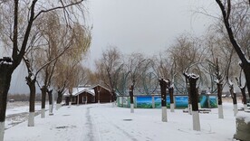 冬季雪景道路树木