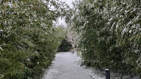 冬季雪景竹林
