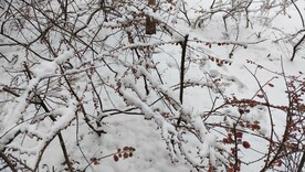 冬季雪花灌木丛