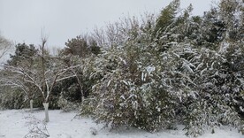 冬季雪景雪天树木