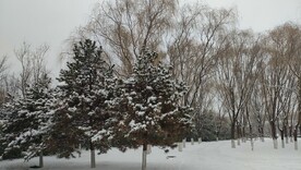 北京园博园下雪天松树柳树