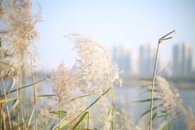 河边芦苇