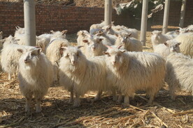 绒山羊养殖场羊圈