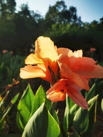 与花相遇