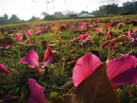 花瓣