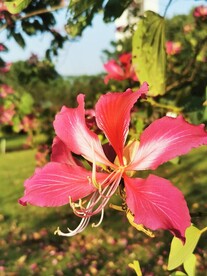 紫荆花