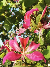 紫荆花