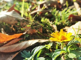 小黄花