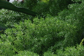 温室花草