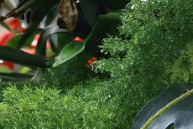 温室花草 
