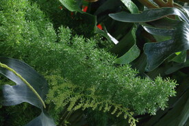 温室花草