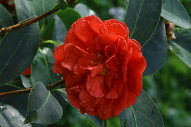 山茶花