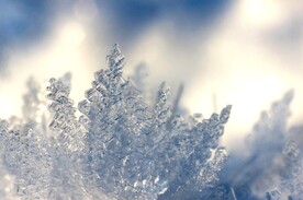 雪松