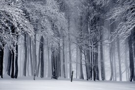 雪中树林