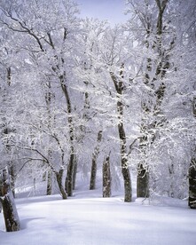 雪山中森林