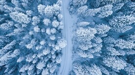 雪中森林