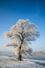 雪景