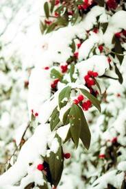 雪