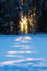 雪中朝霞