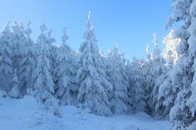 雪中松树