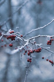 枝丫上的雪