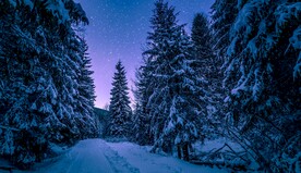 雪松